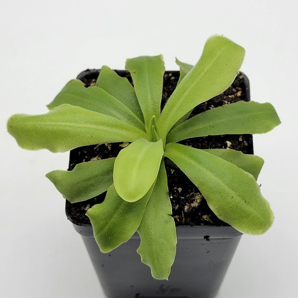 Pinguicula 'ANPA A'