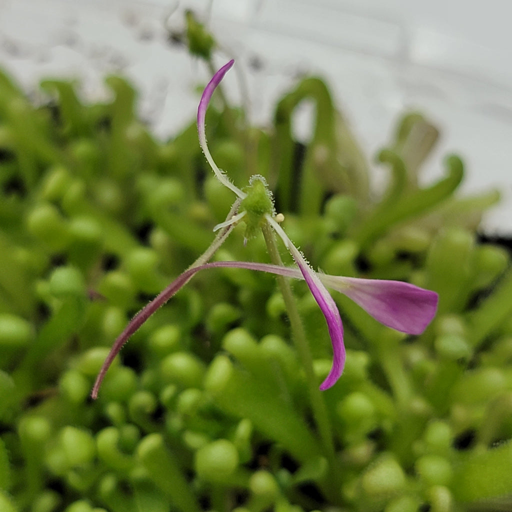 Pinguicula "Baby Medusa"