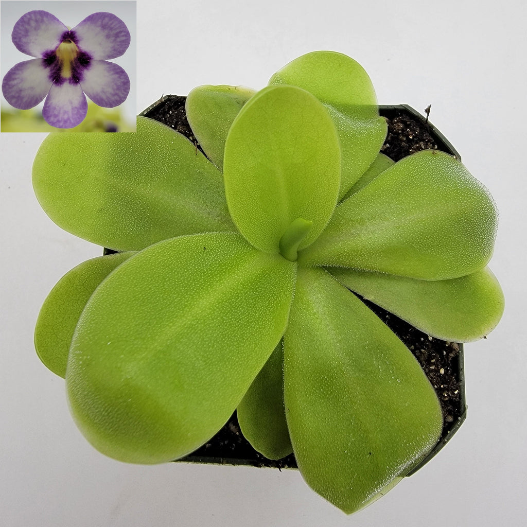 Pinguicula "Bugbane"