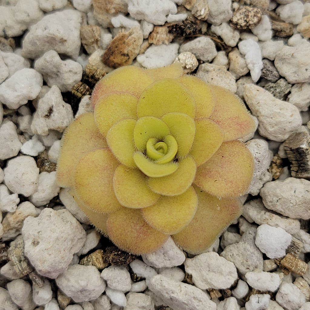 Pinguicula "Bugbane"