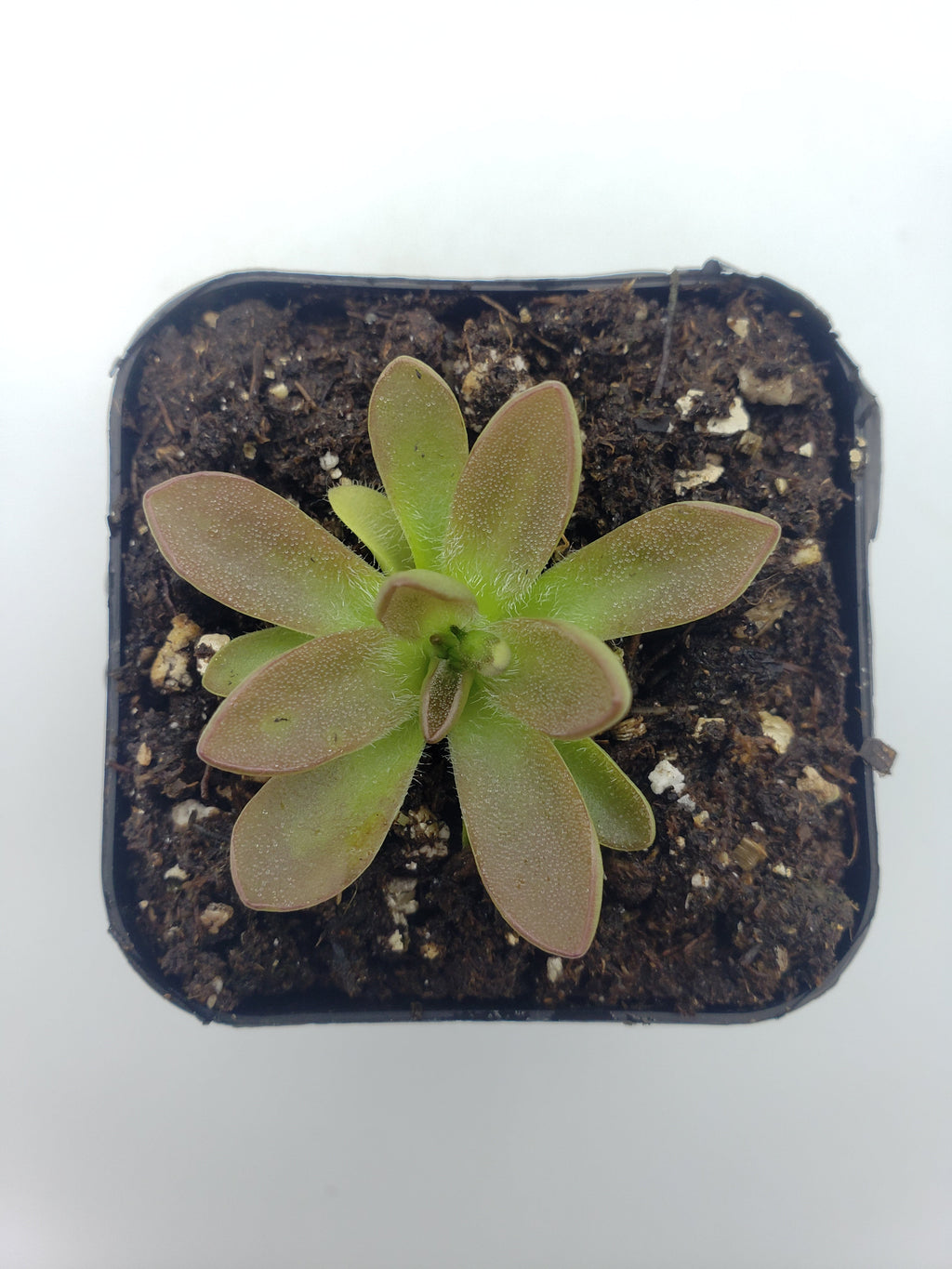 Pinguicula cv. 'BCP Crystal'