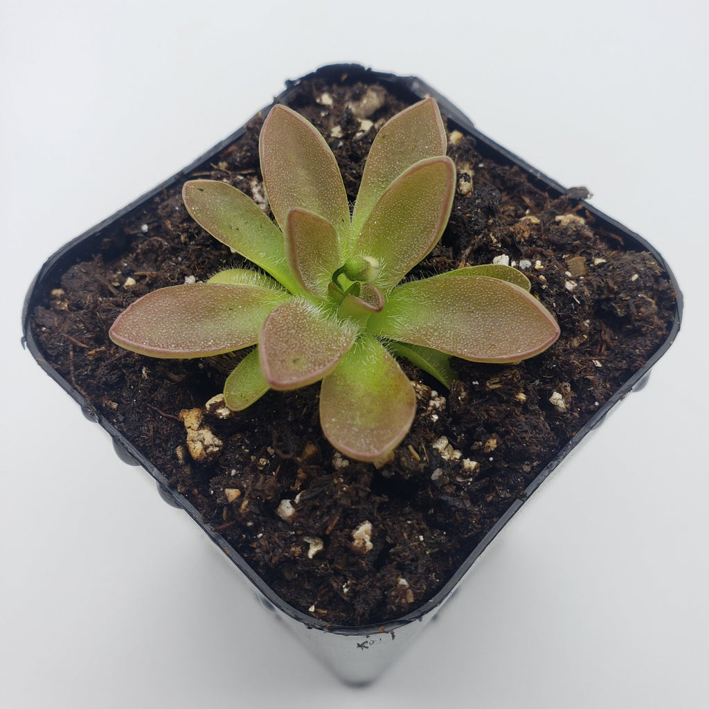 Pinguicula cv. 'BCP Crystal'