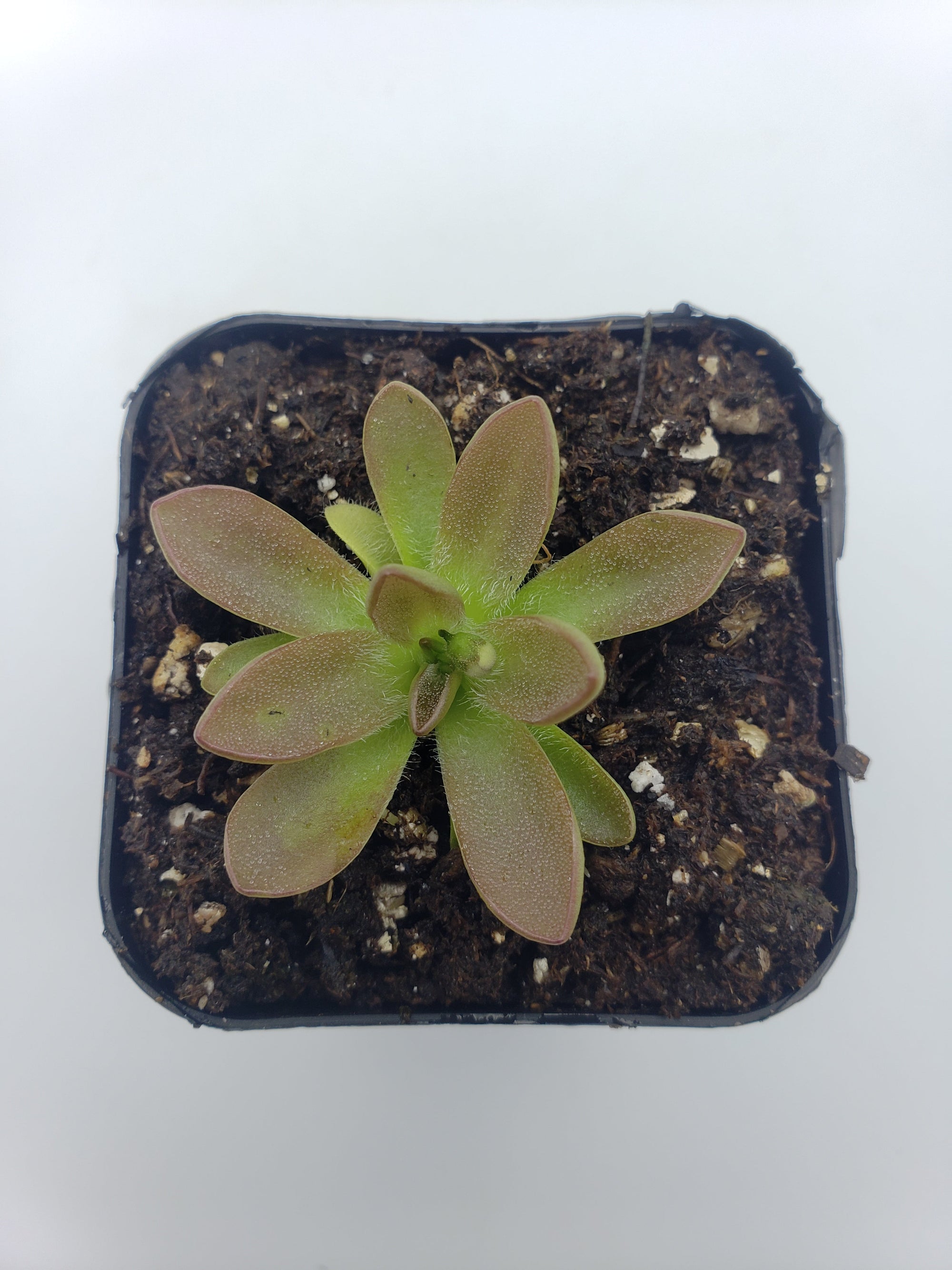 Pinguicula cv. 'BCP Crystal'