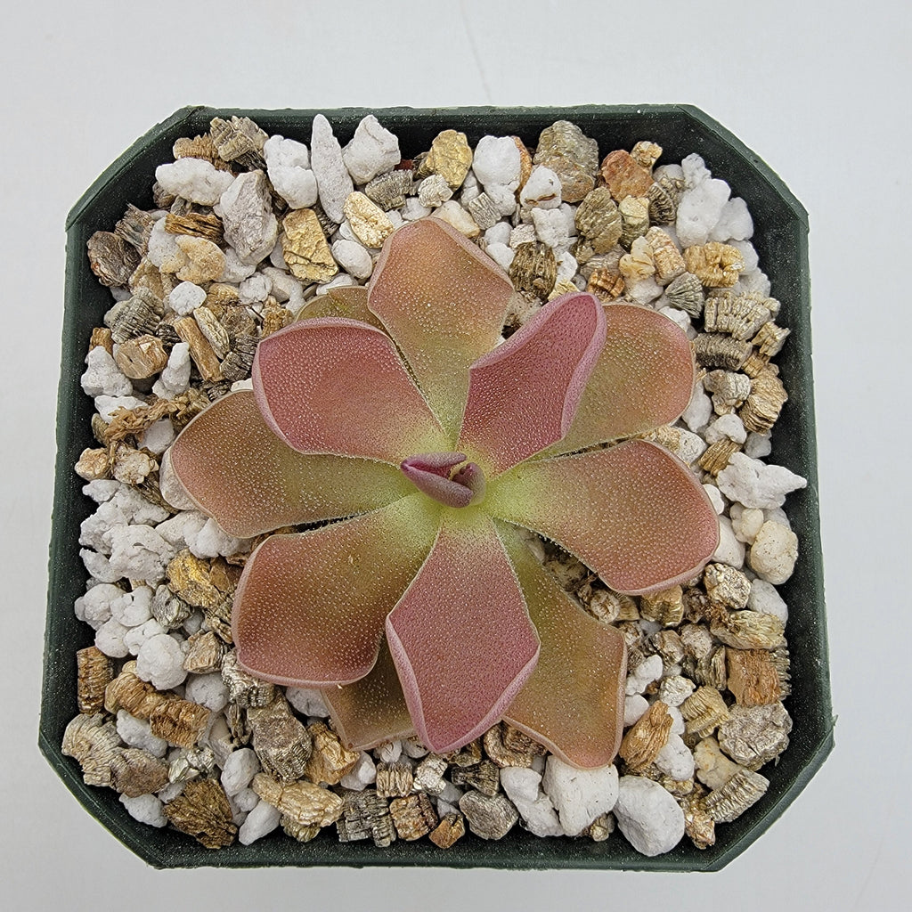 Pinguicula 'PE Formosa'