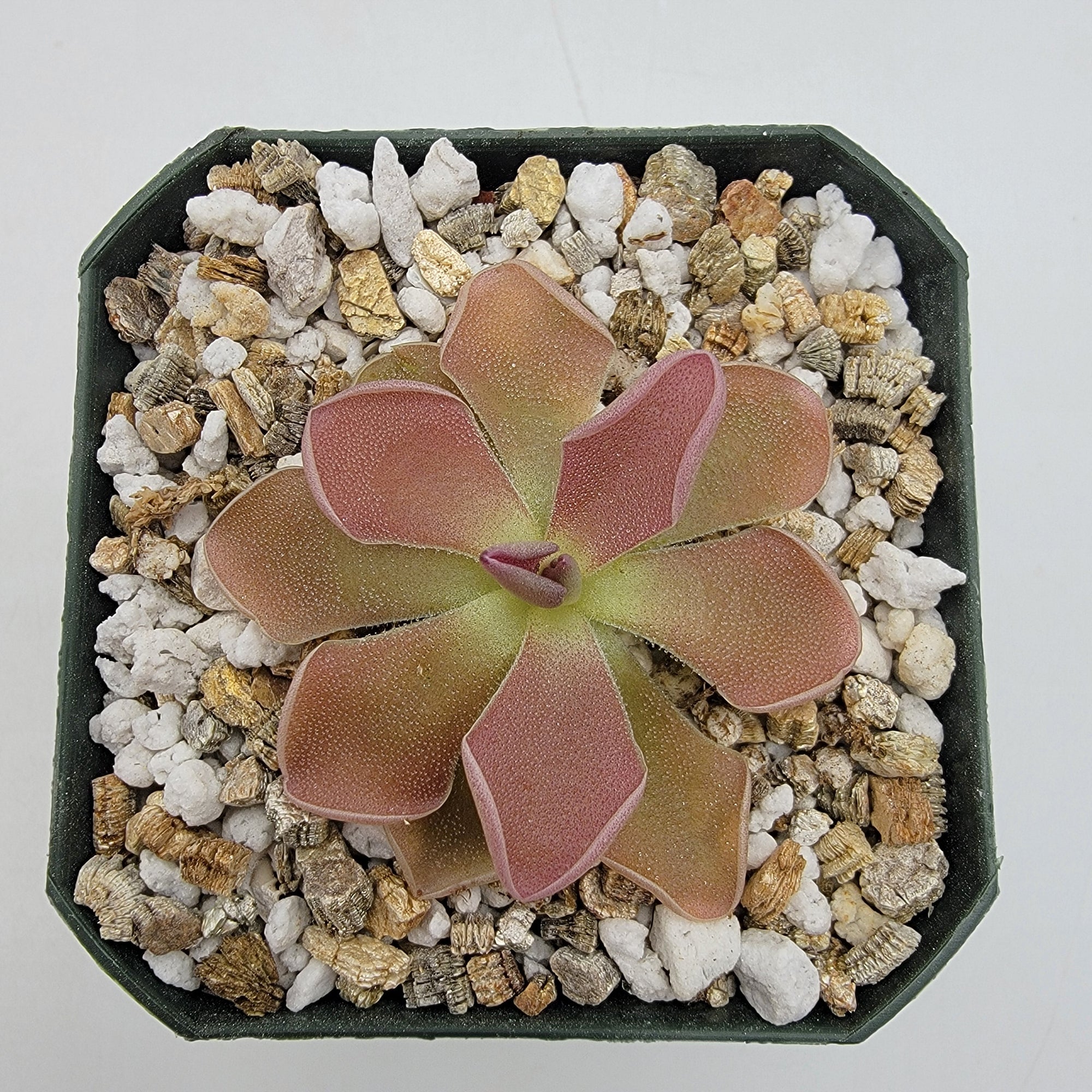 Pinguicula 'PE Formosa'