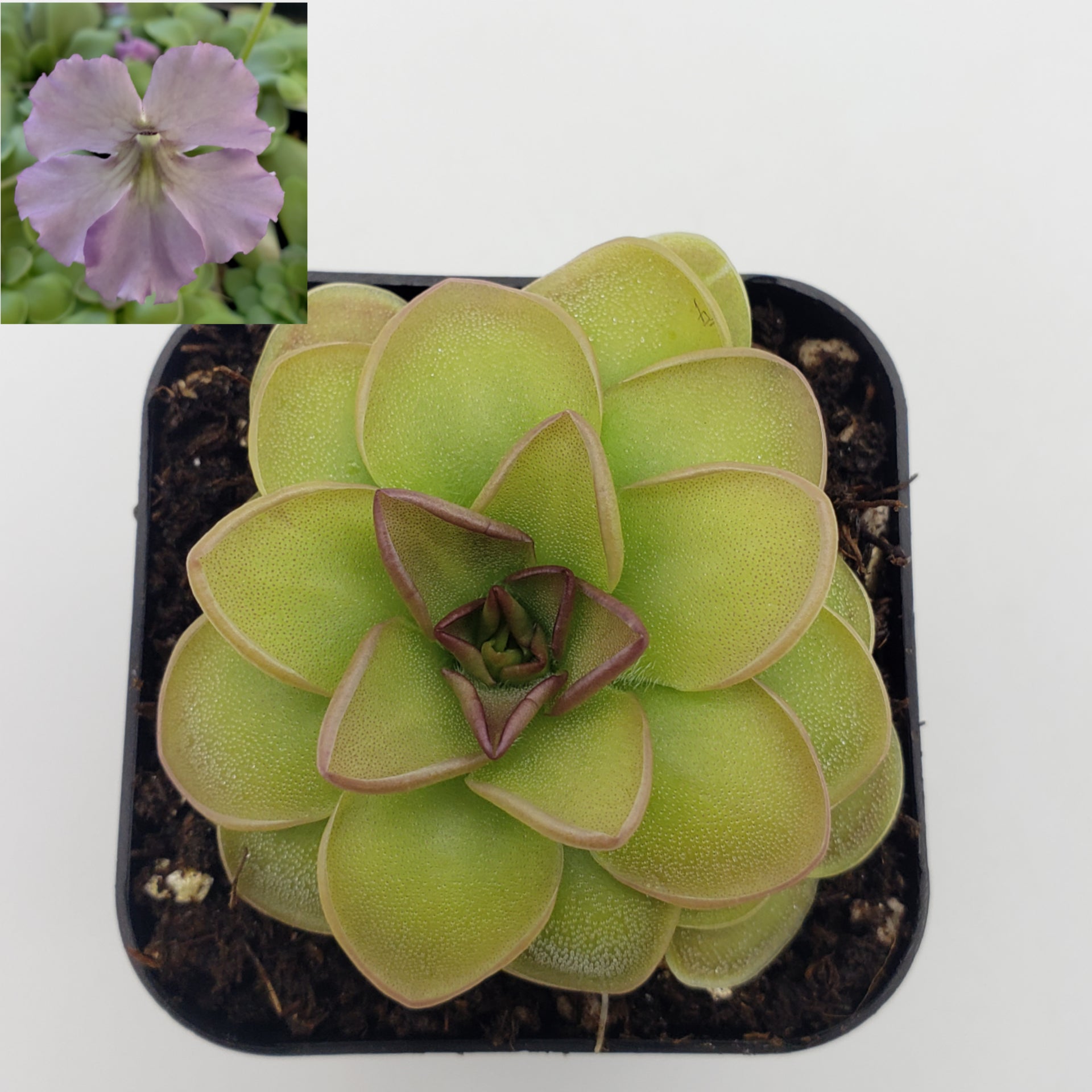 Pinguicula 'Hanka'