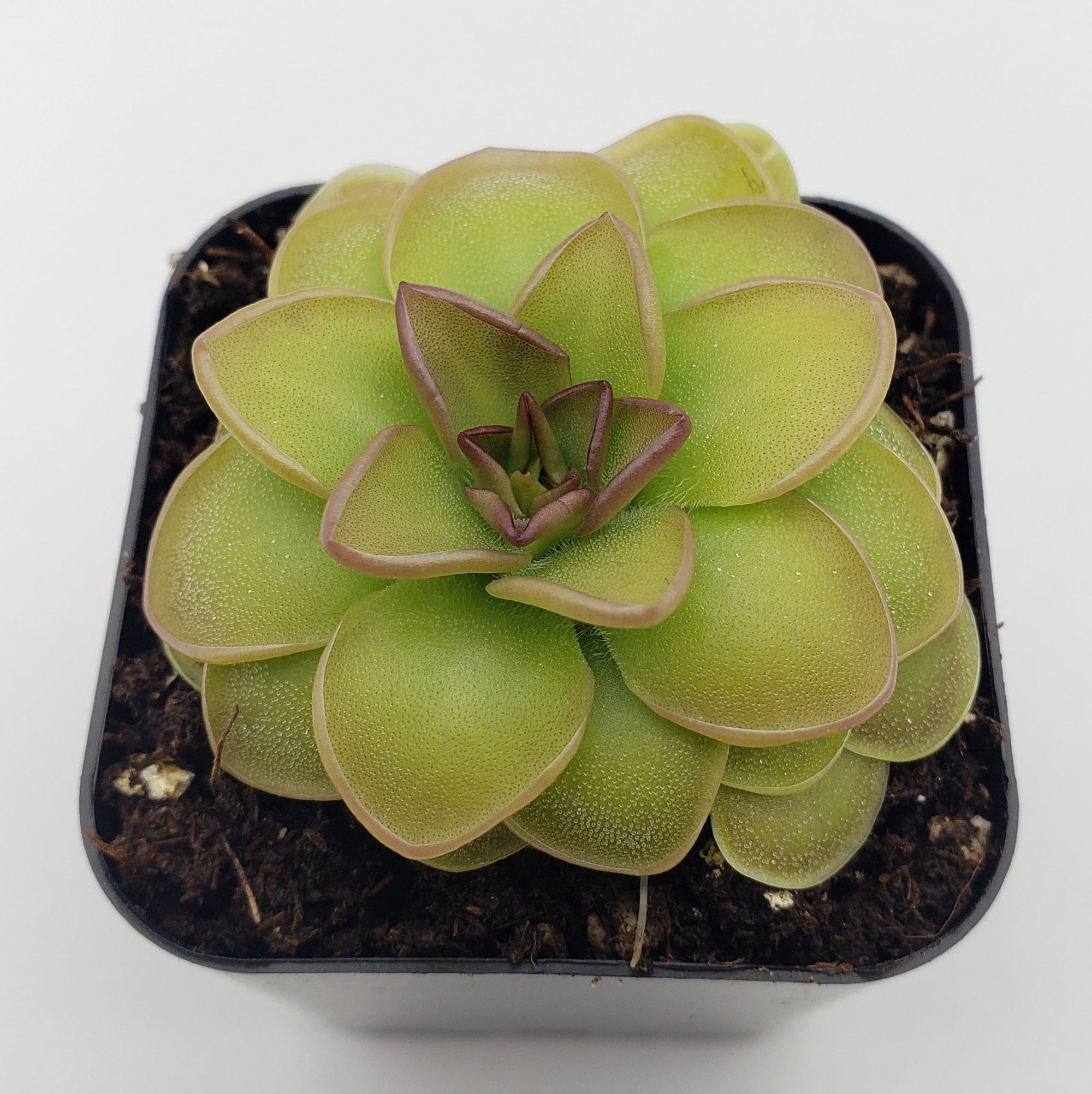 Pinguicula 'Hanka'