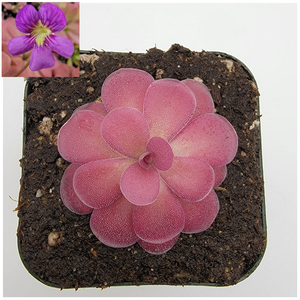 Pinguicula 'Johanna'