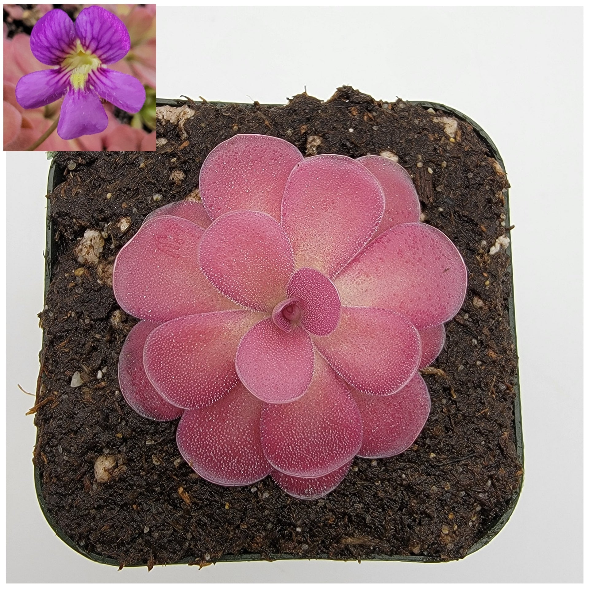 Pinguicula 'Johanna'