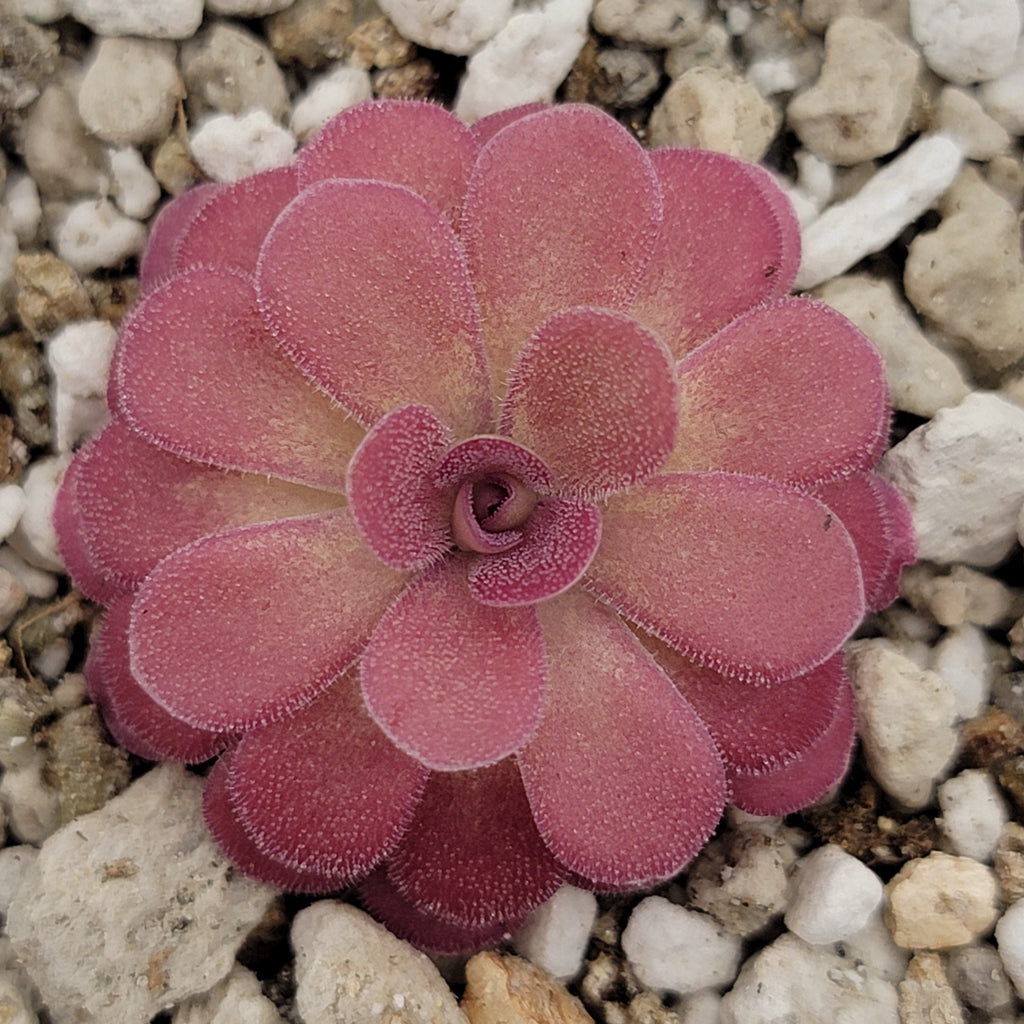Pinguicula 'Johanna'