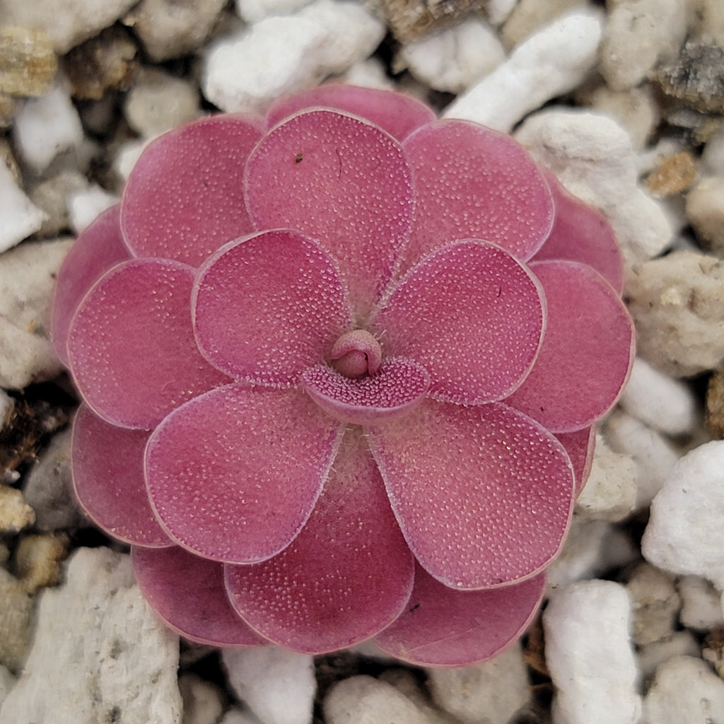 Pinguicula 'Johanna'