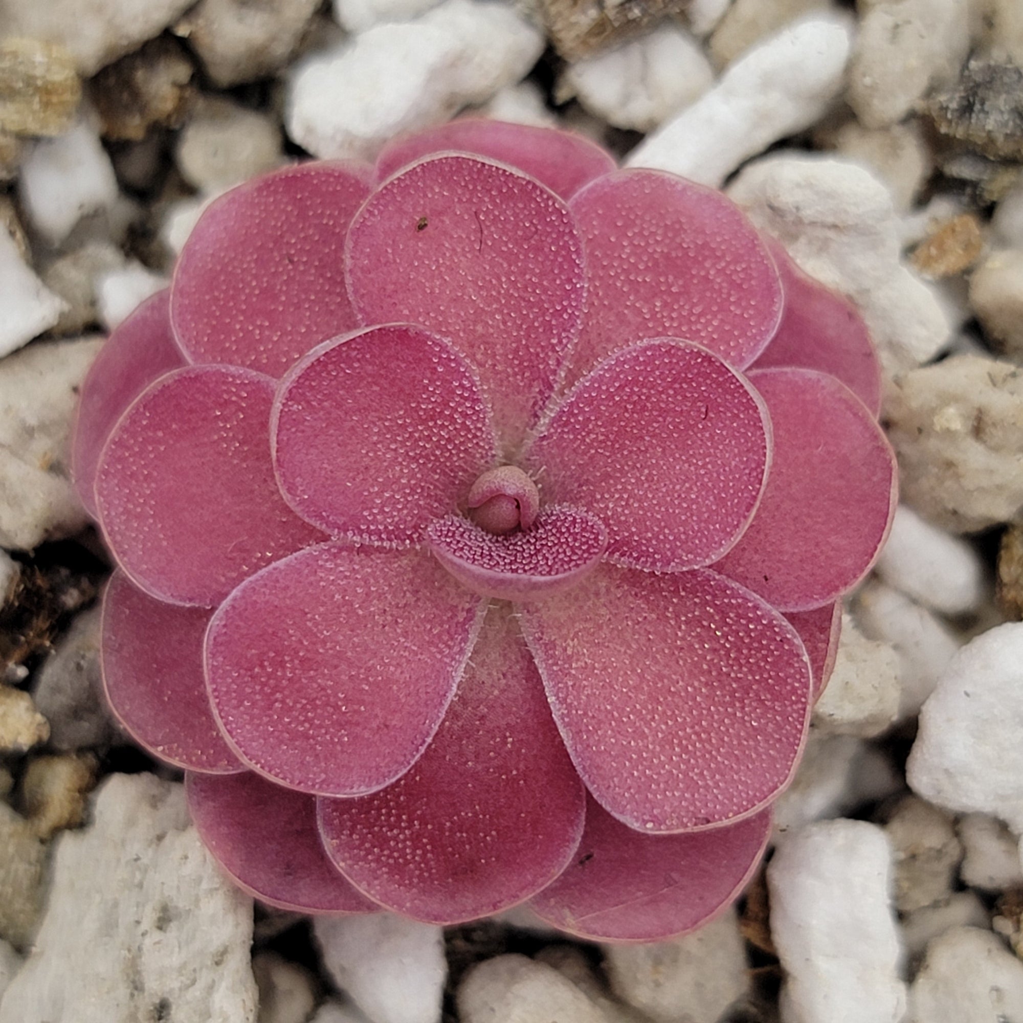 Pinguicula 'Johanna'