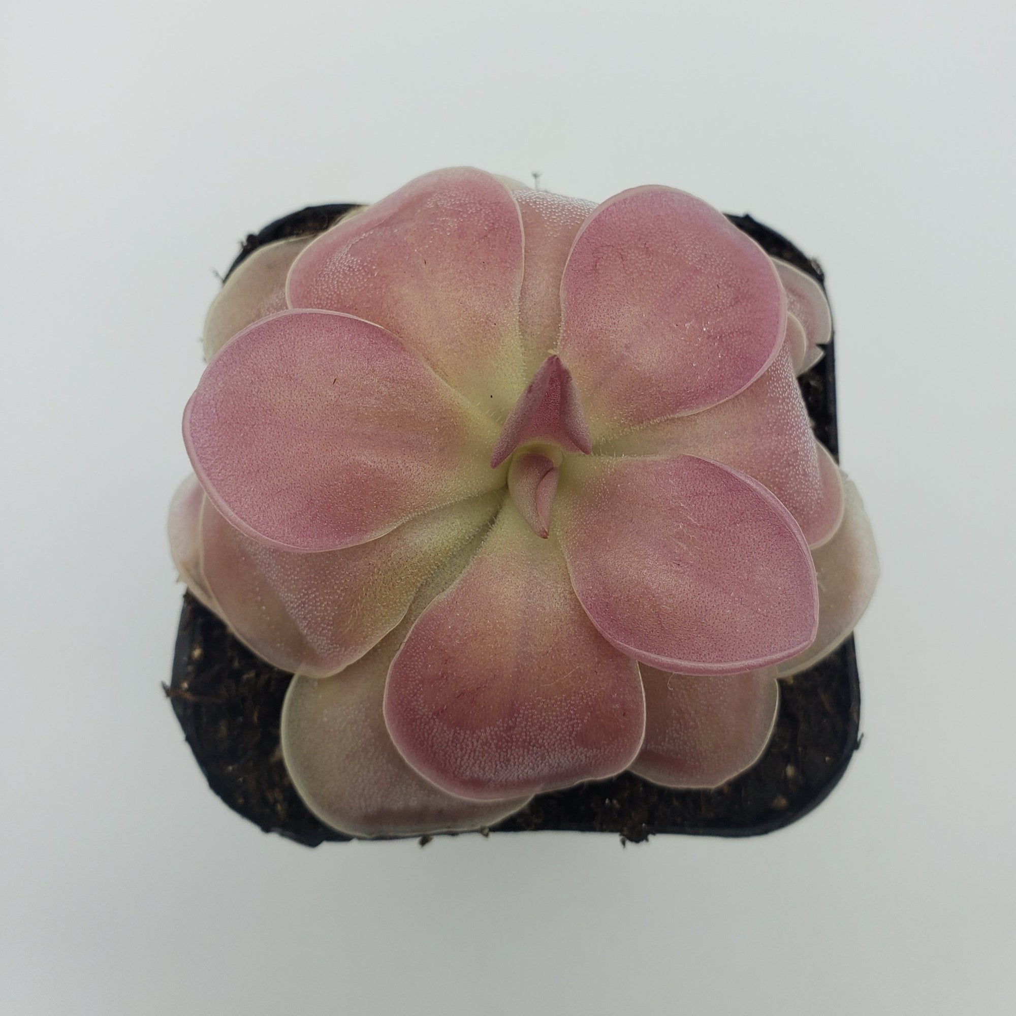 Pinguicula 'Kewensis'