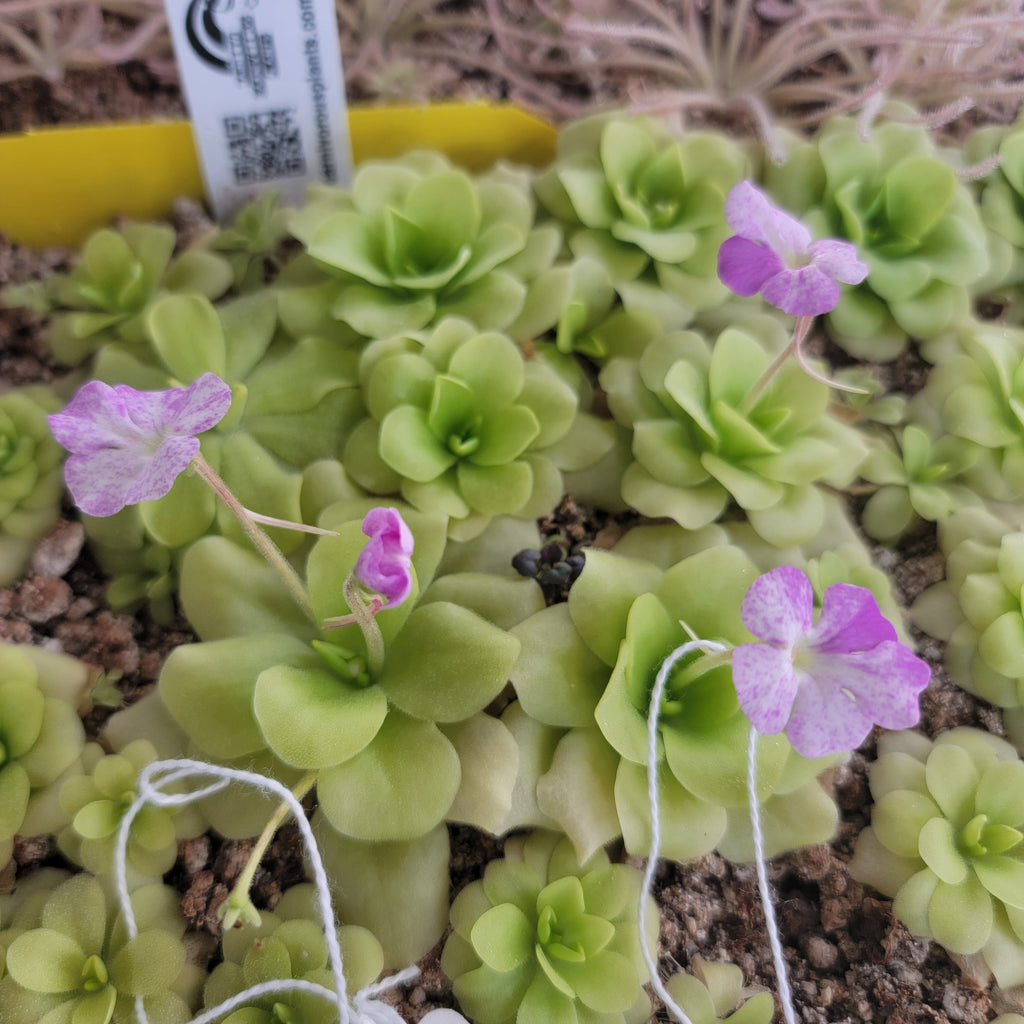 Pinguicula "Pecosita"
