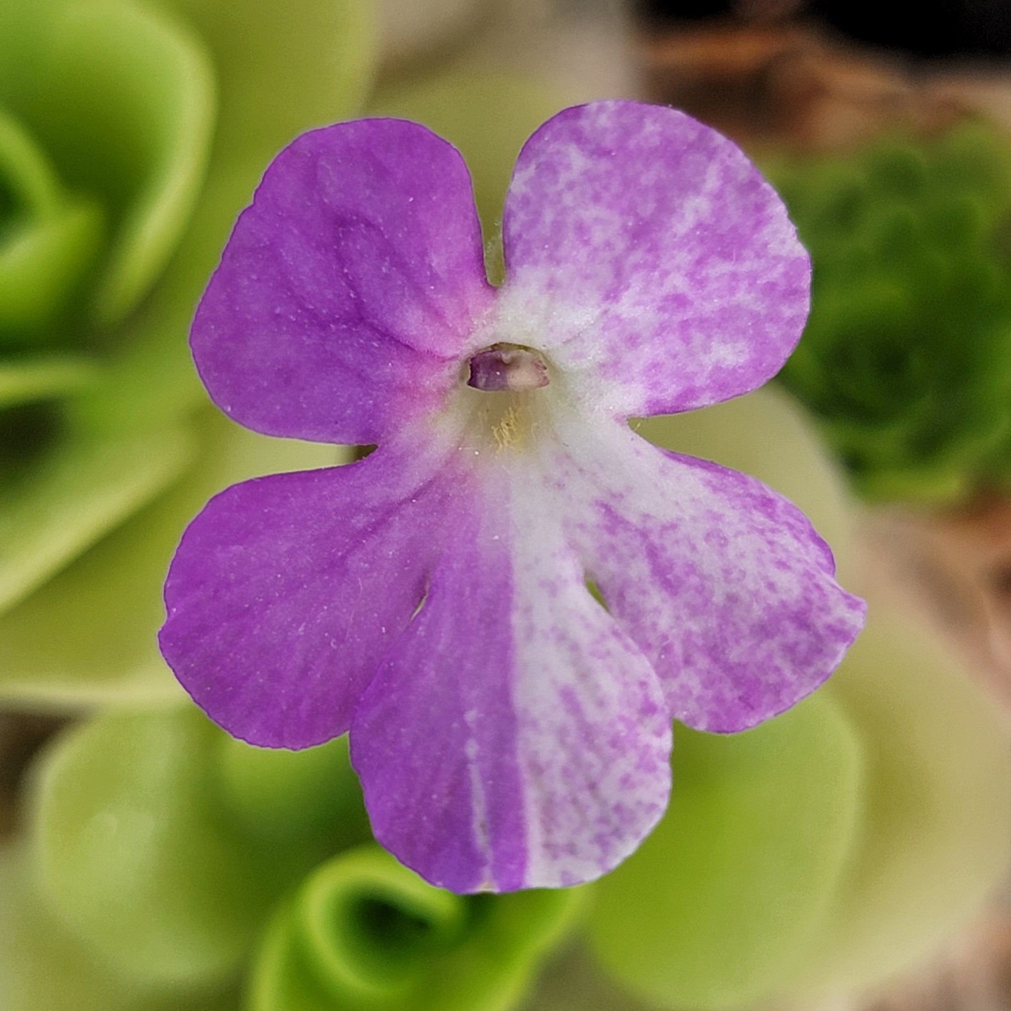 Pinguicula "Pecosita"