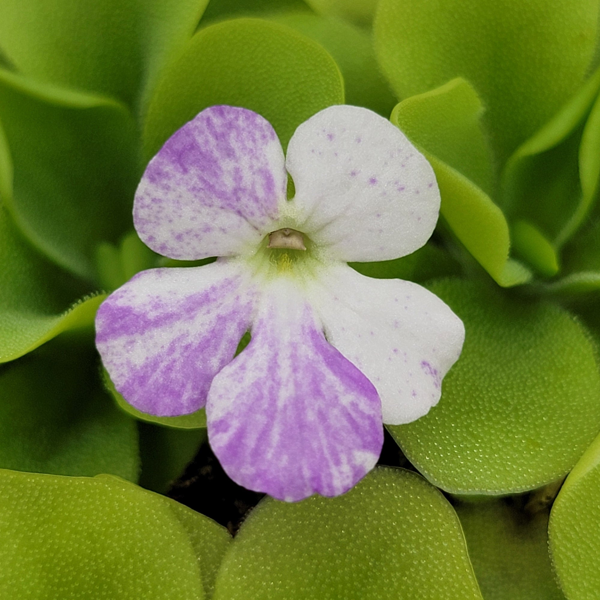 Pinguicula "Pecosita"