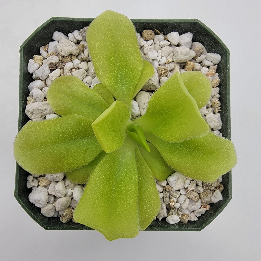 Pinguicula "Pecosita"