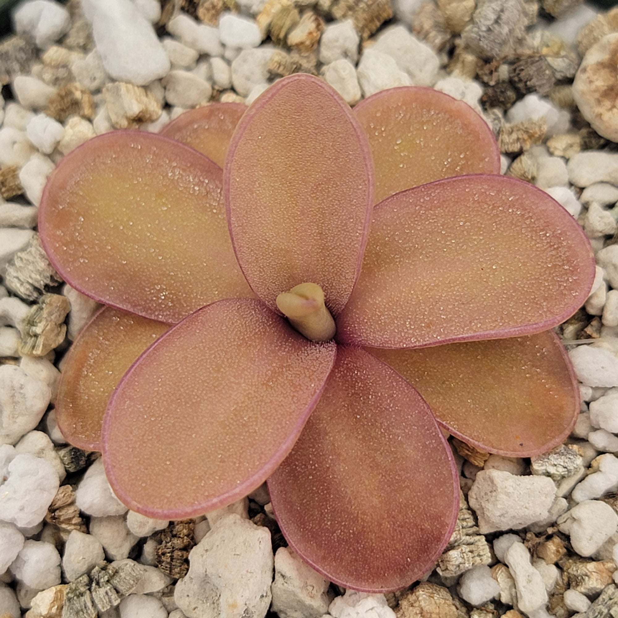 Pinguicula 'Riva'