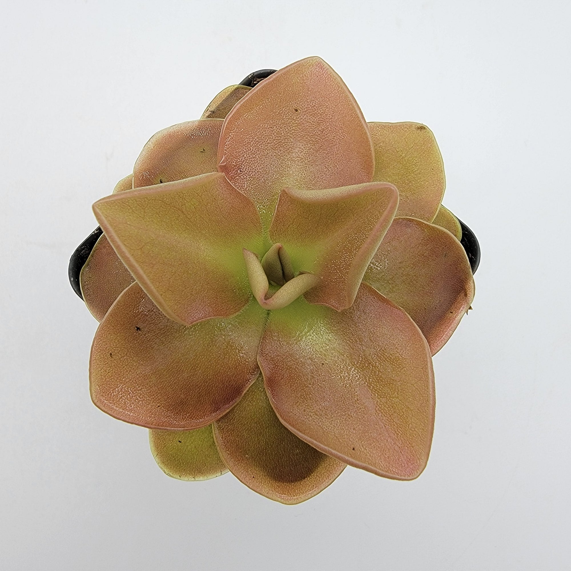 Pinguicula 'Sethos'