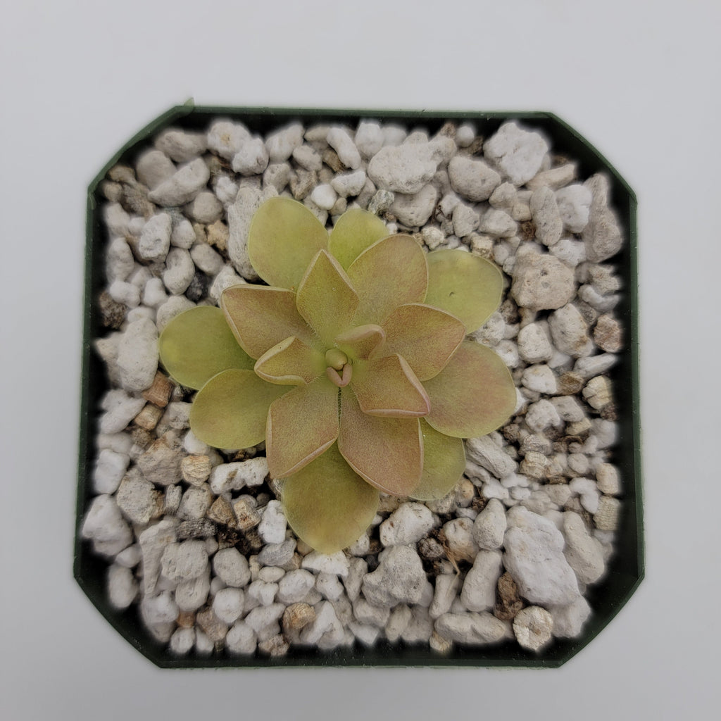 Pinguicula 'Sethos' x 'Weser'