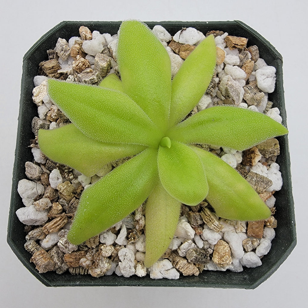 Pinguicula 'Sumidero I'