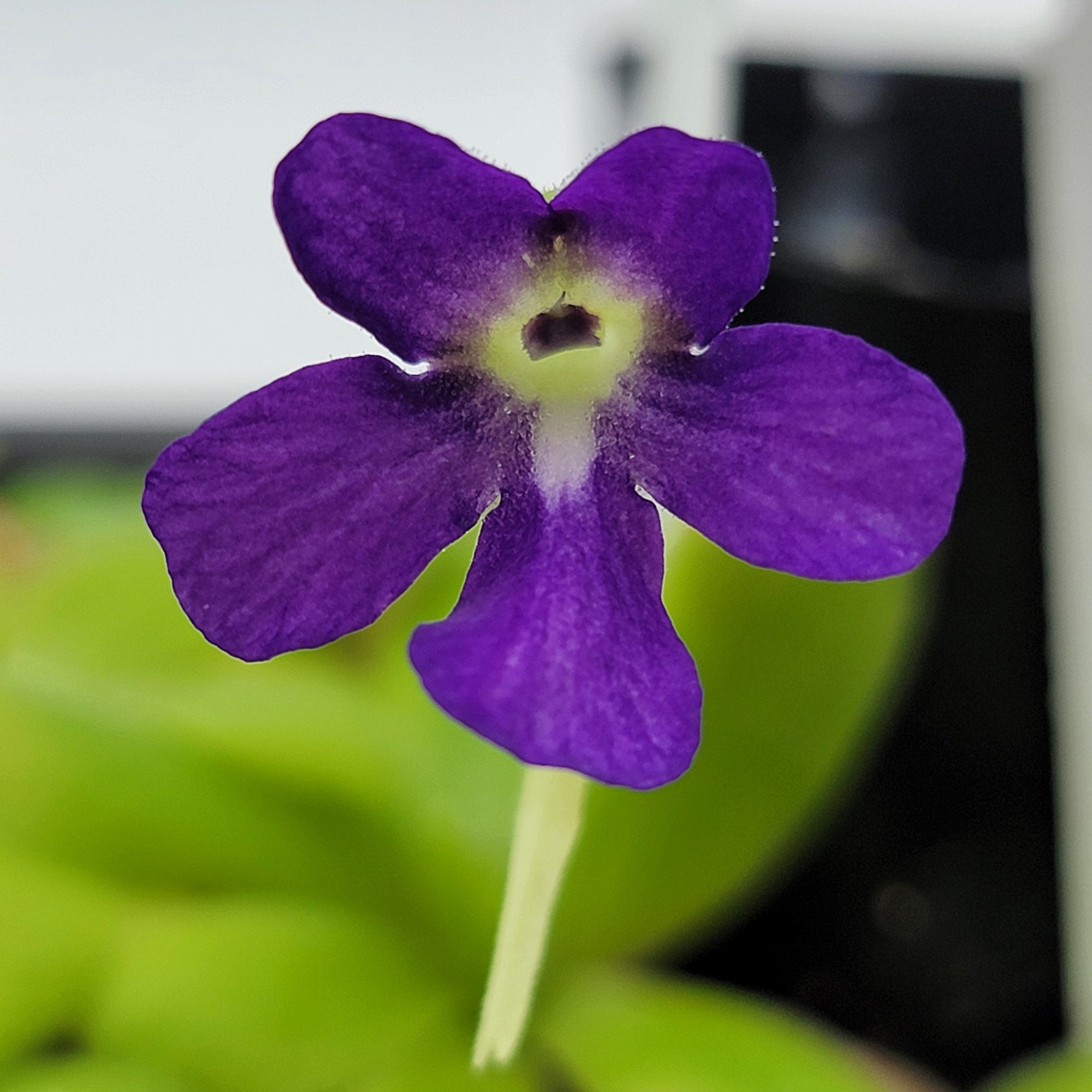 Pinguicula 'Sumidero I'