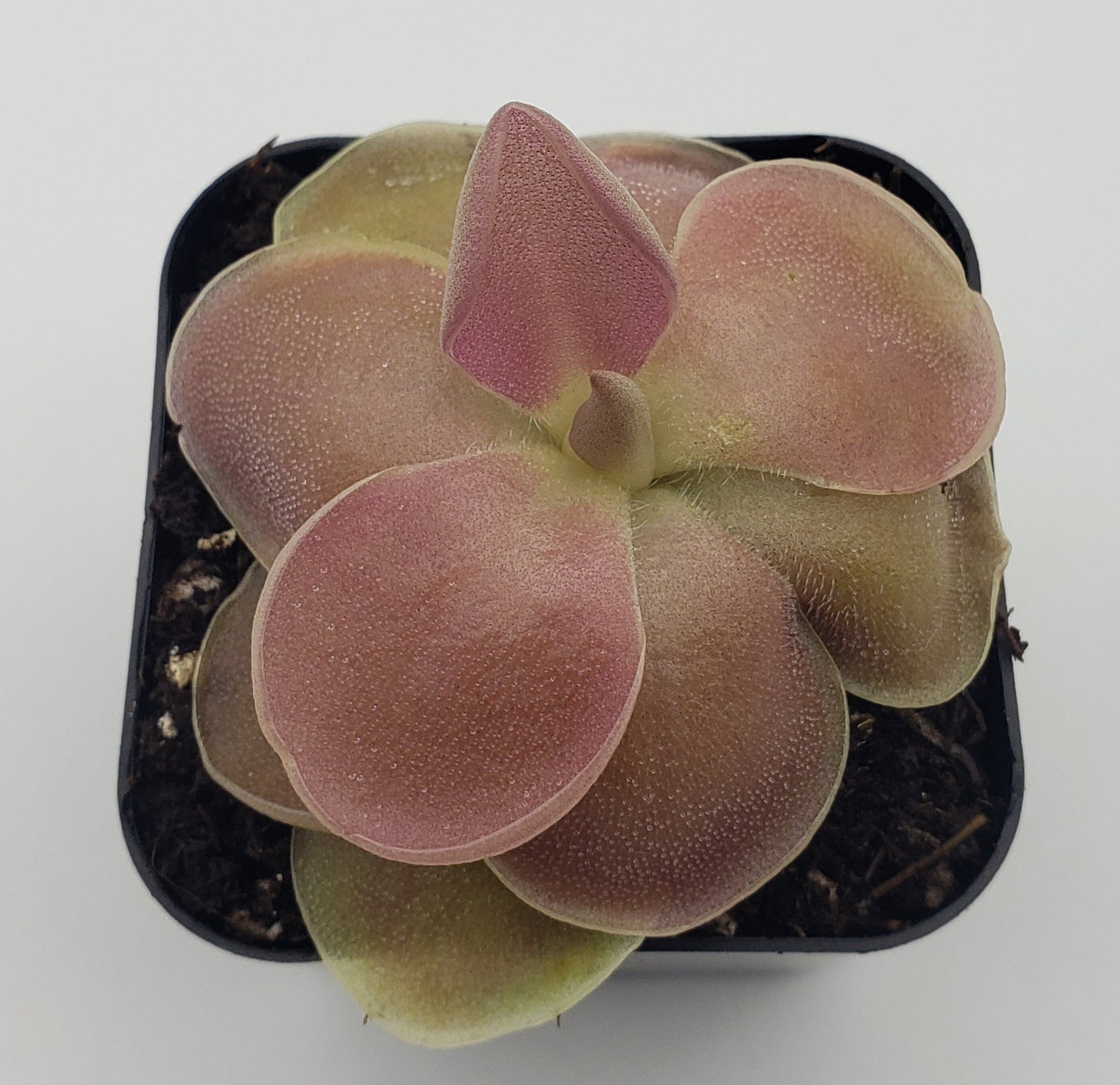 Pinguicula 'Weser'