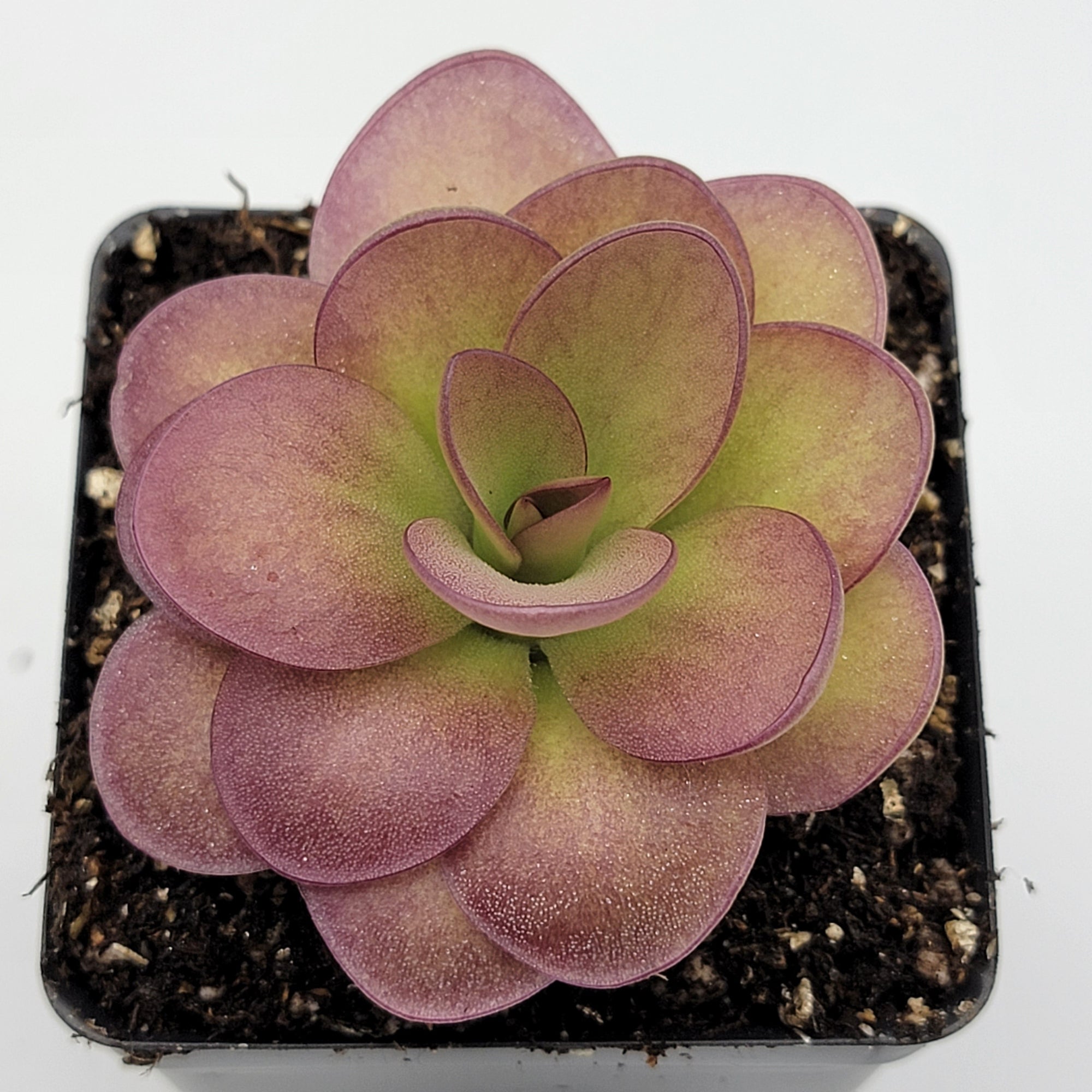 Pinguicula 'Weser' x agnata 'El Lobo'