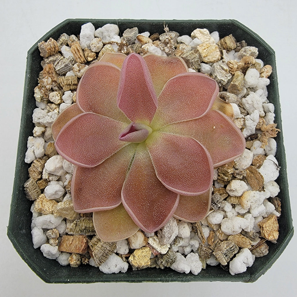 Pinguicula 'PE Formosa'