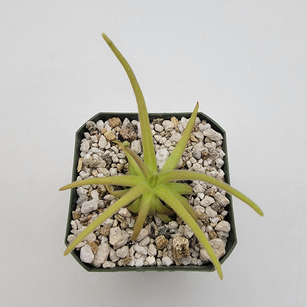 Pinguicula gypsicola x moctezumae