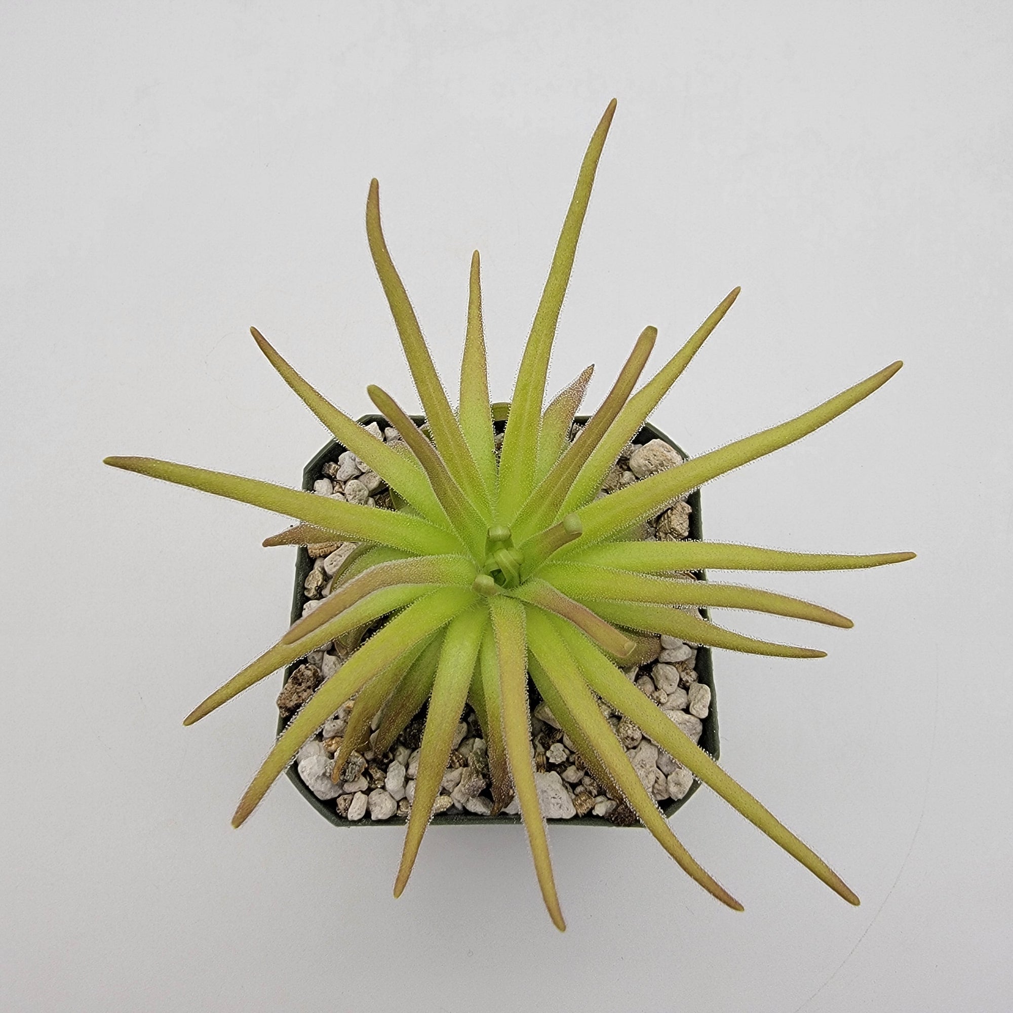 Pinguicula gypsicola x moctezumae