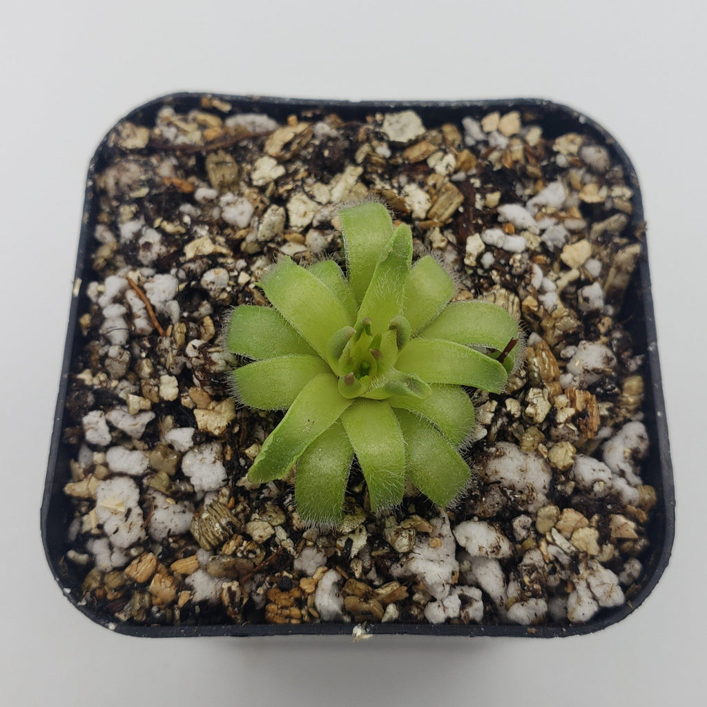 Pinguicula acuminata