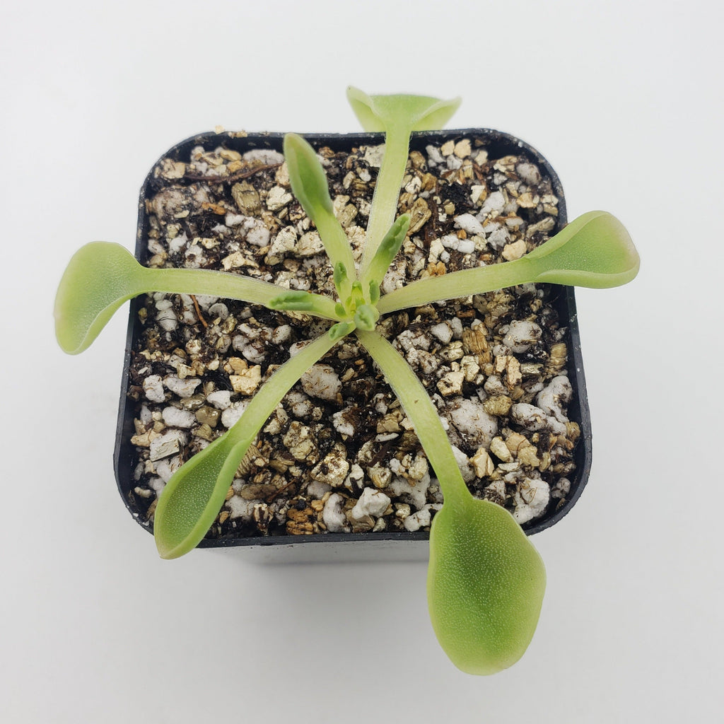 Pinguicula acuminata