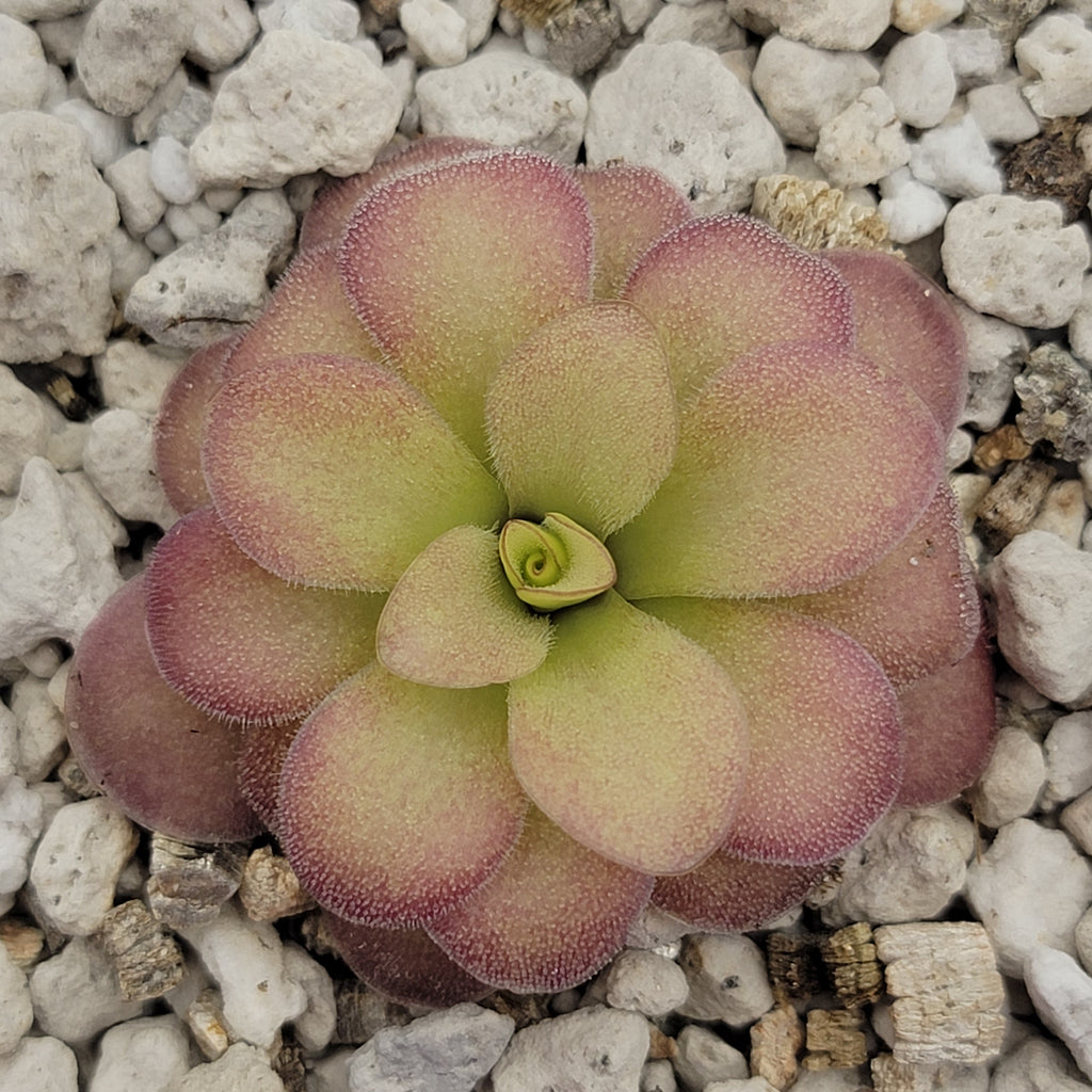 Pinguicula agnata 'El Lobo' x (laueana CP2 x emarginata)