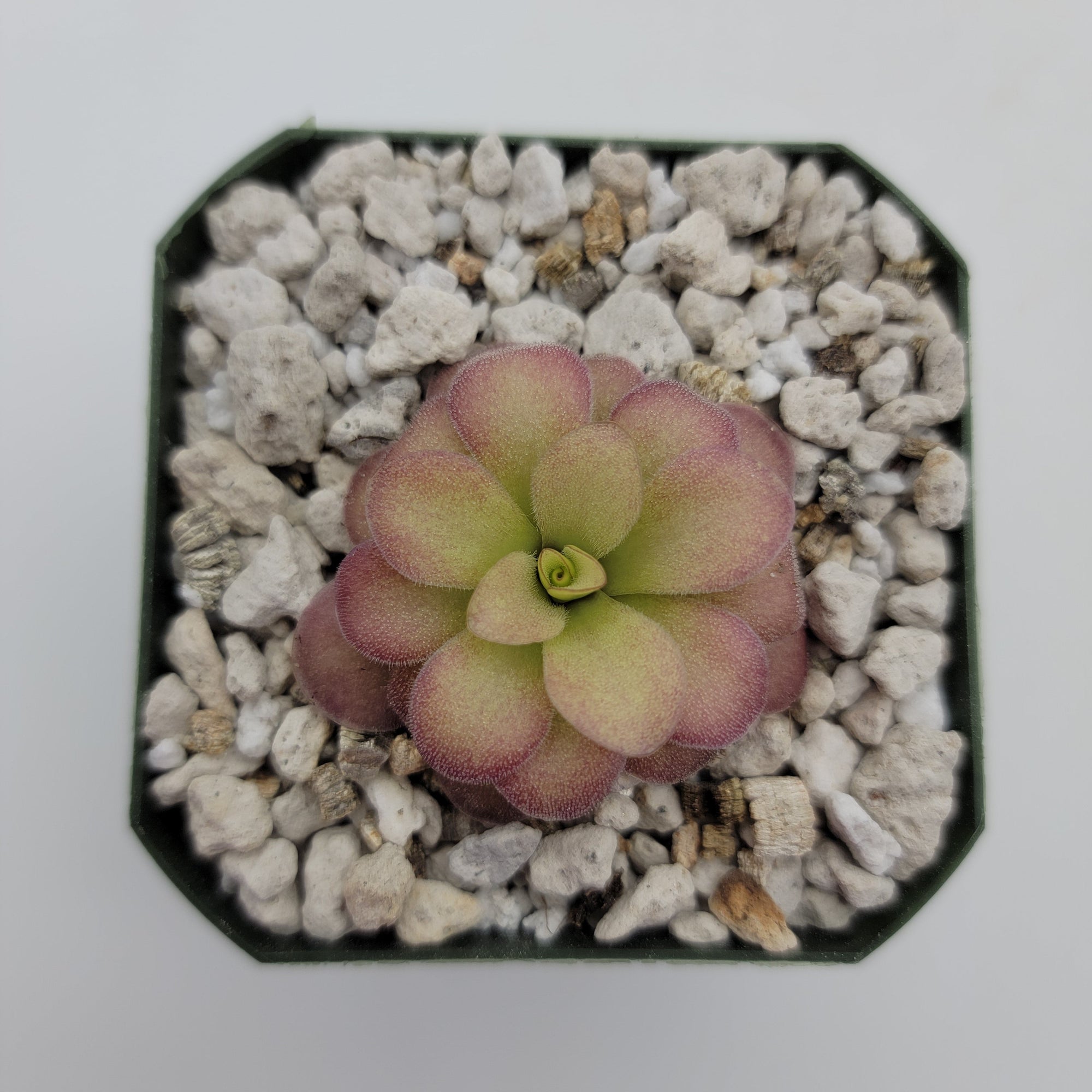 Pinguicula agnata 'El Lobo' x (laueana CP2 x emarginata)
