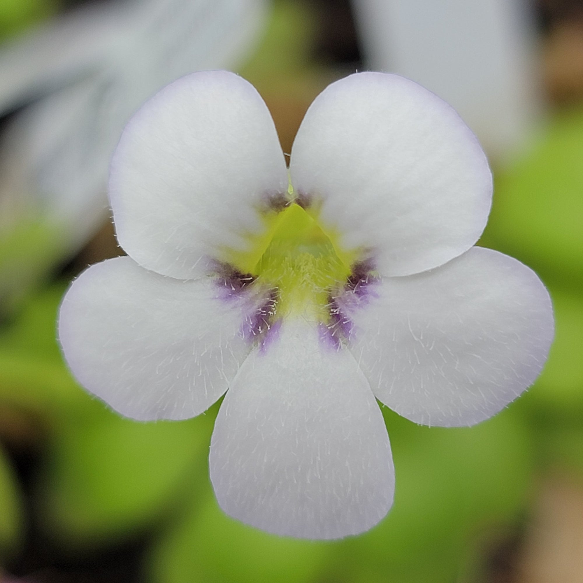 Pinguicula agnata 'El Lobo'