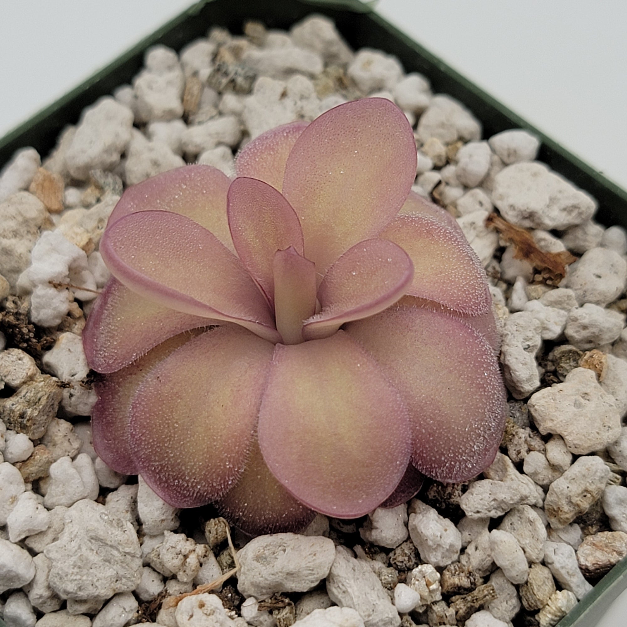 Pinguicula agnata 'El Lobo' x hemiepiphytica