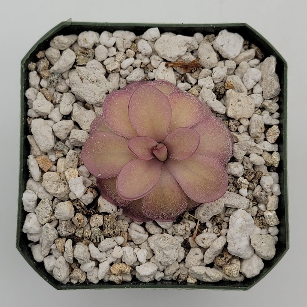 Pinguicula agnata 'El Lobo' x hemiepiphytica