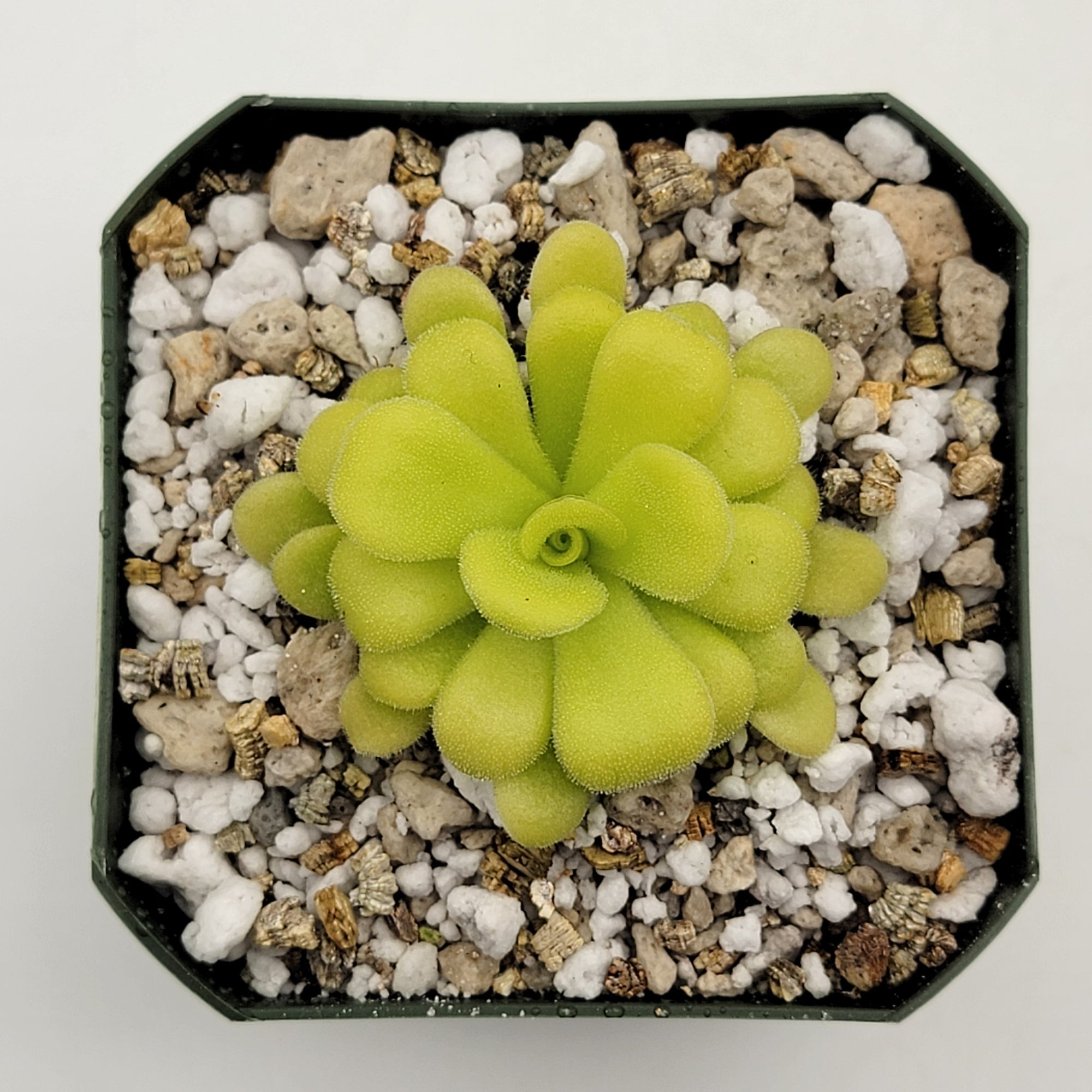 Pinguicula agnata {Mesaleon, Hidalgo, Méx}
