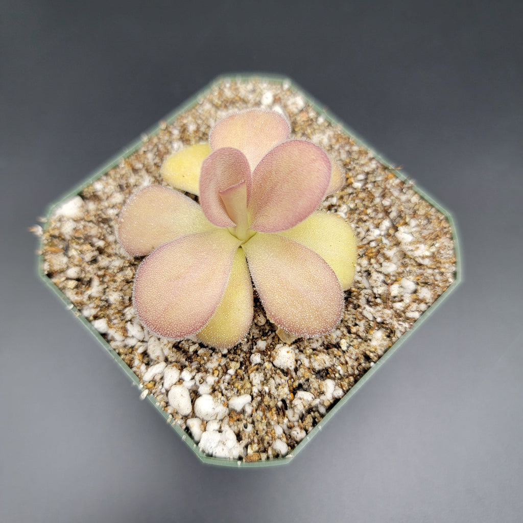 Pinguicula agnata "Scented Flower"
