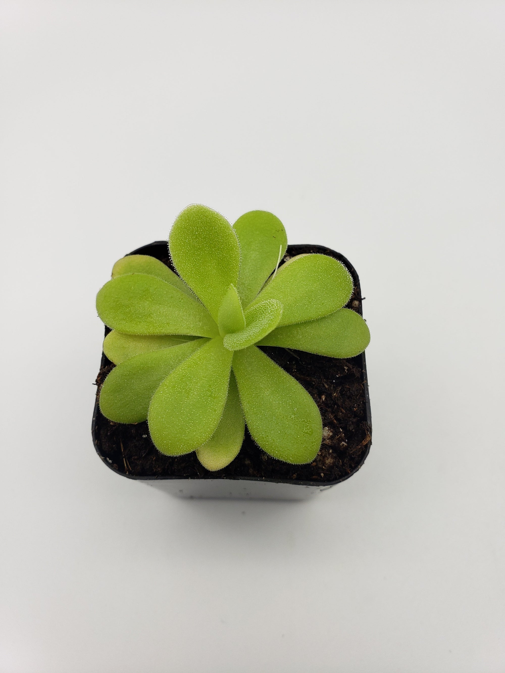 Pinguicula agnata "True Blue" x gigantea