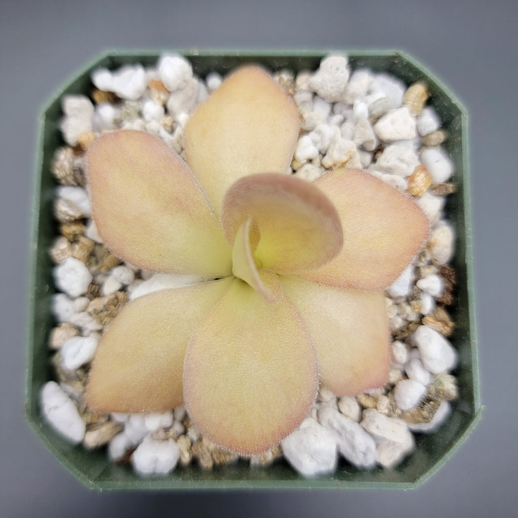 Pinguicula agnata {Zimapan, Hidalgo, Méx}