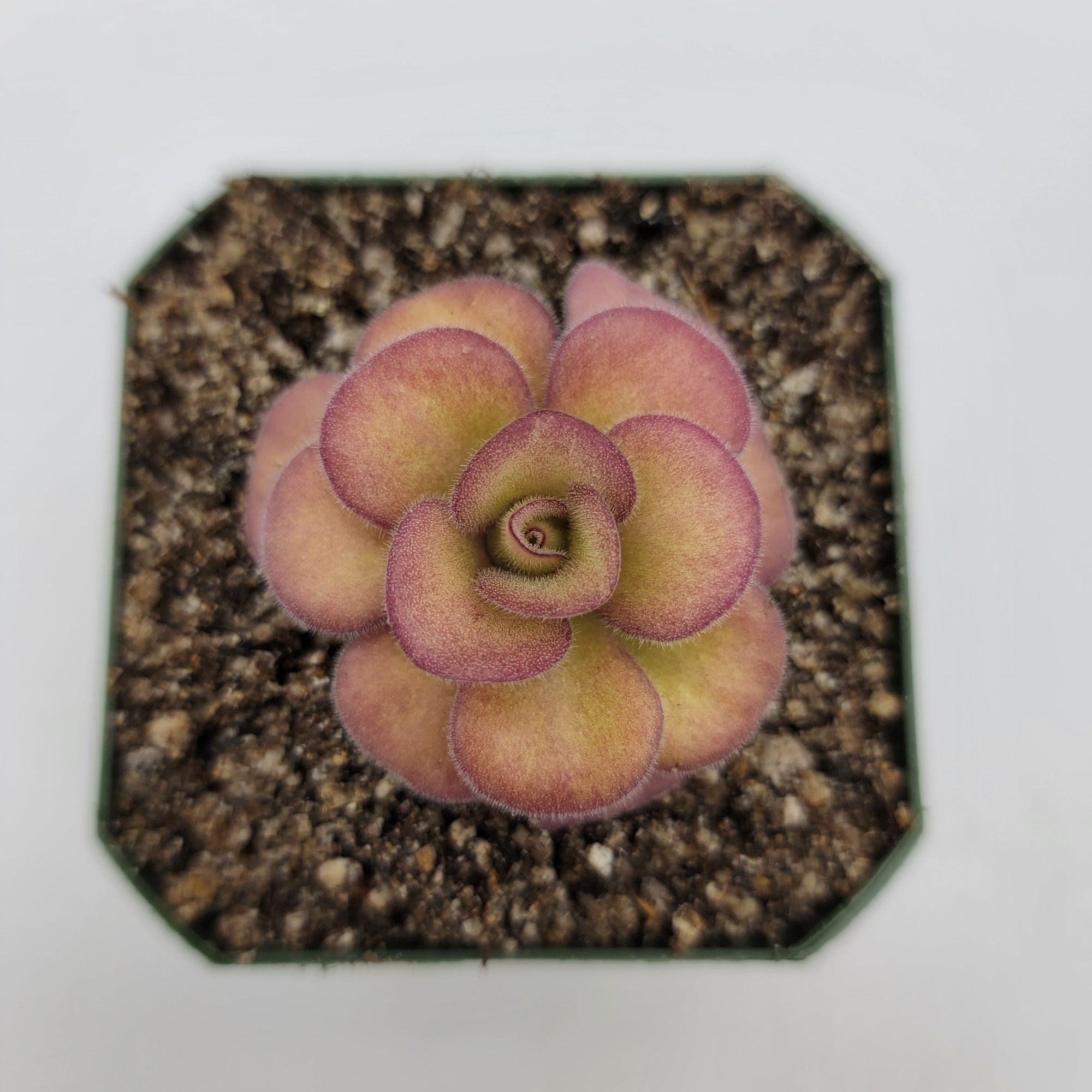 Pinguicula agnata 'El Lobo'