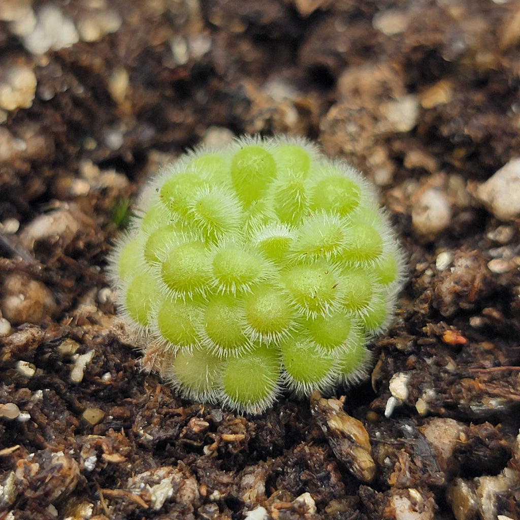 Pinguicula agnata x gypsicola
