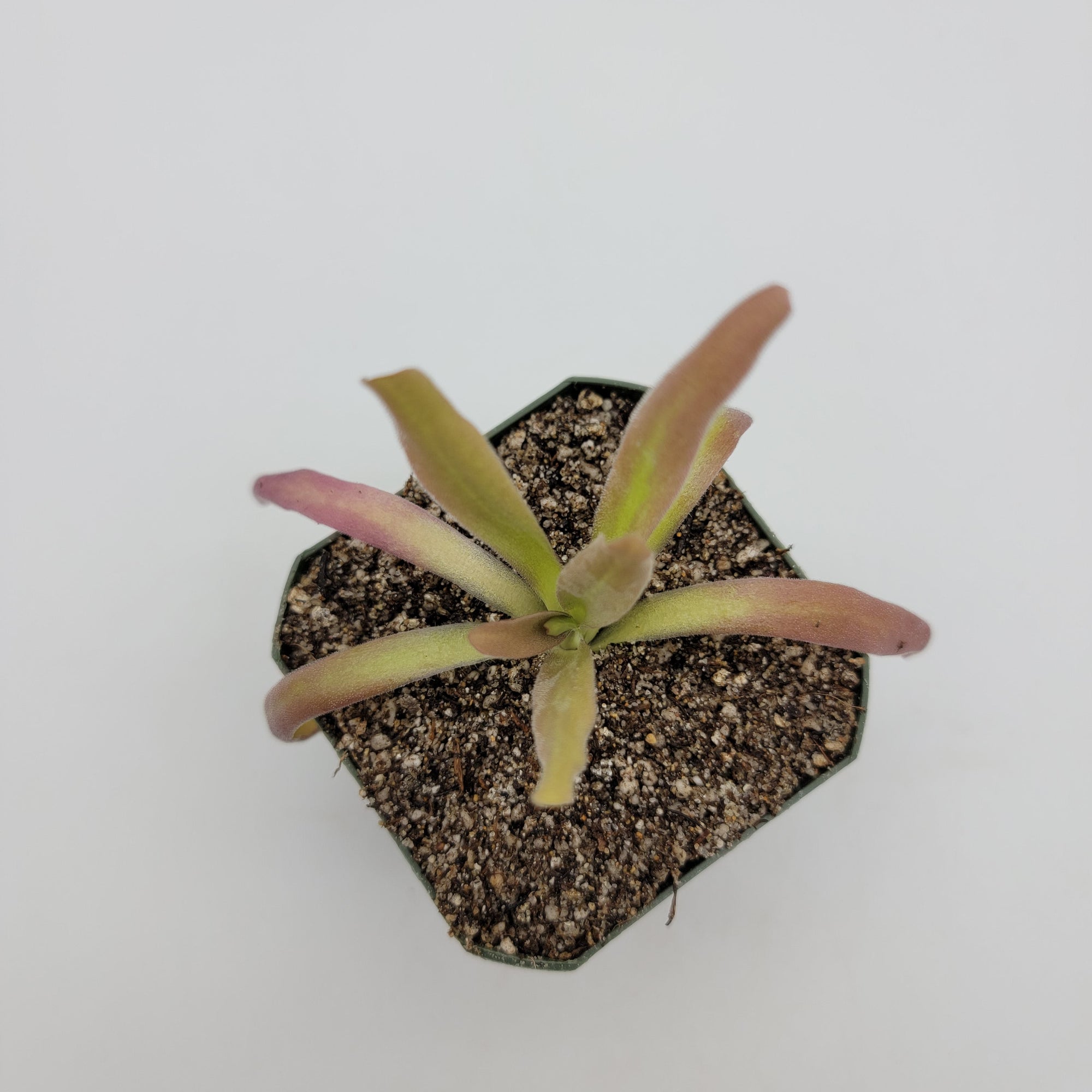 Pinguicula 'Aphrodite'