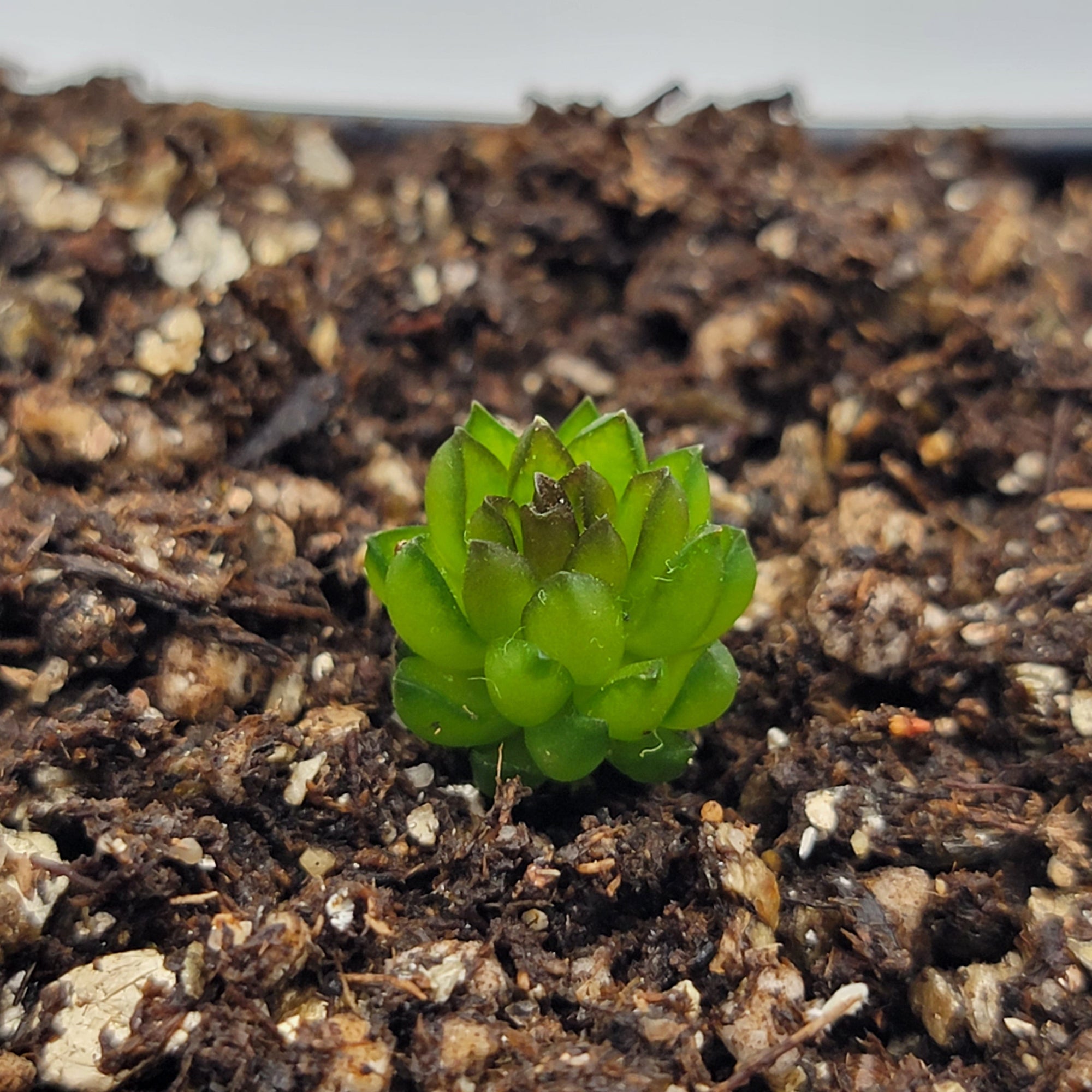 Pinguicula calderoniae {llano del conejo, San Luis Potosi}