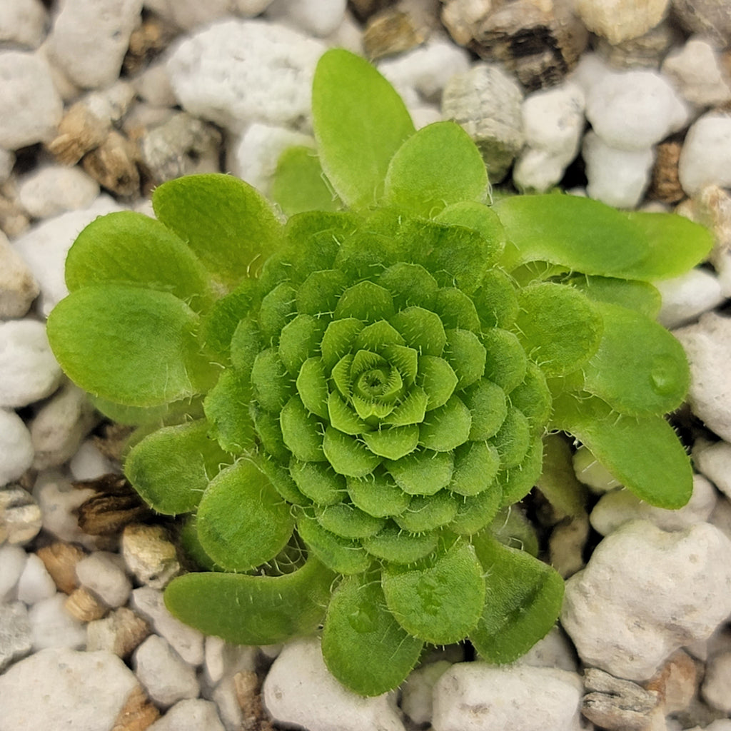 Pinguicula colimensis