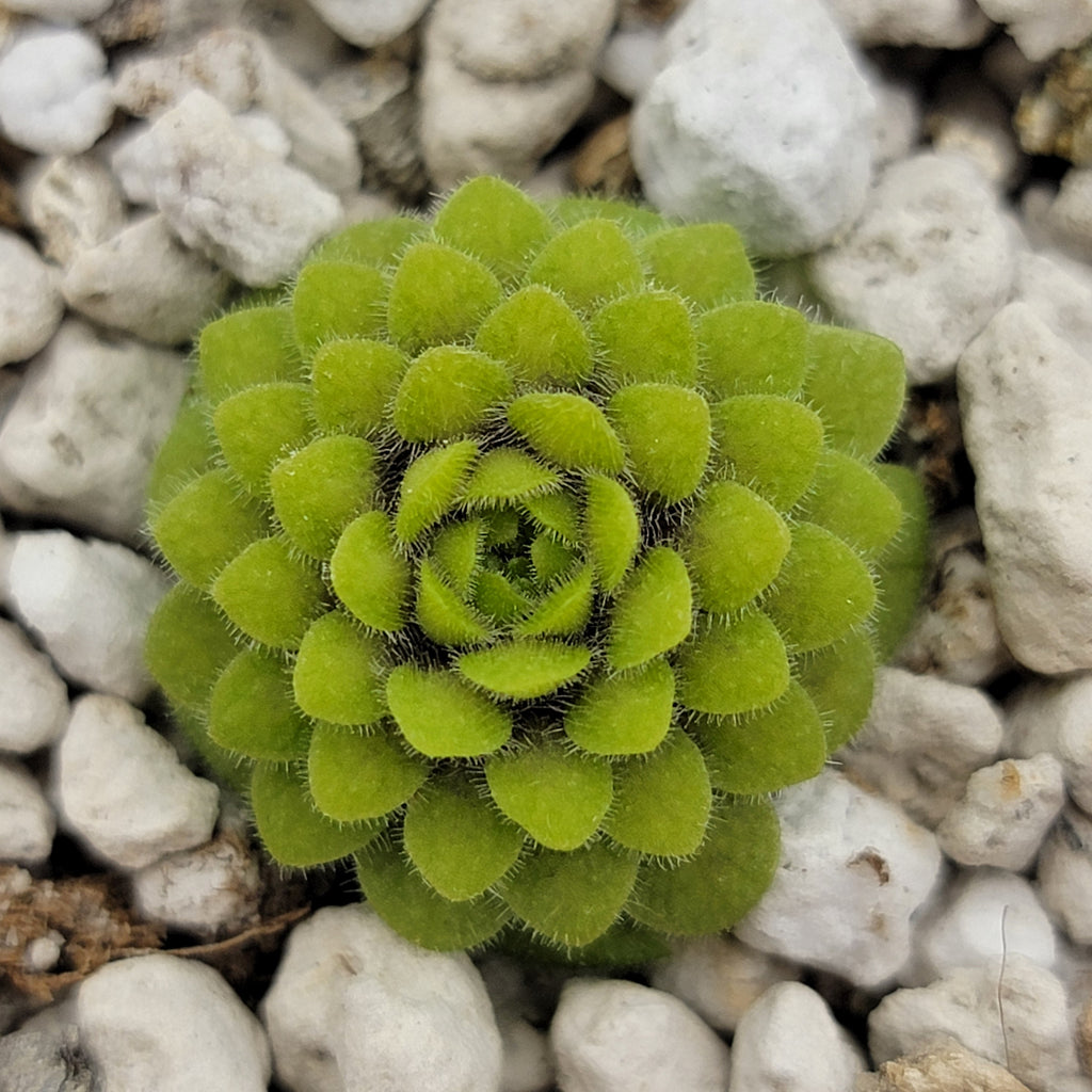Pinguicula conzattii