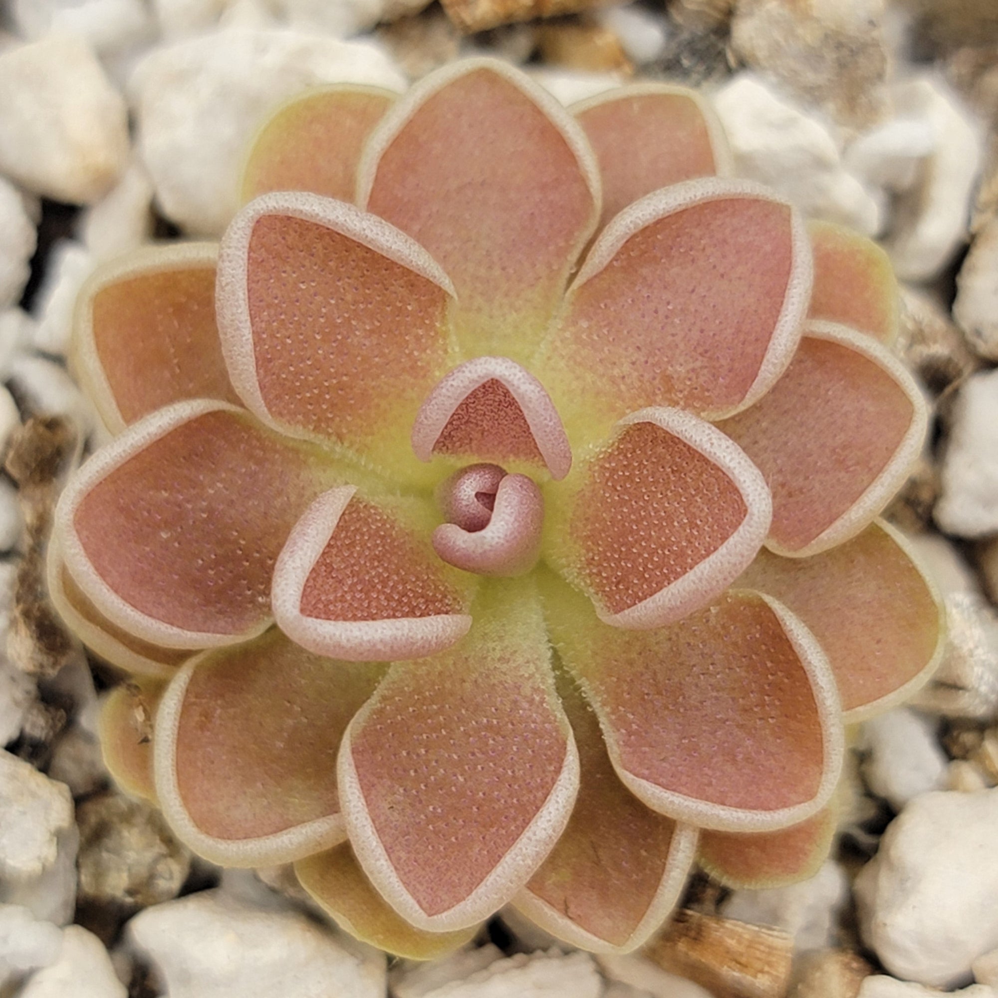 Pinguicula ehlersiae {Tolantongo}