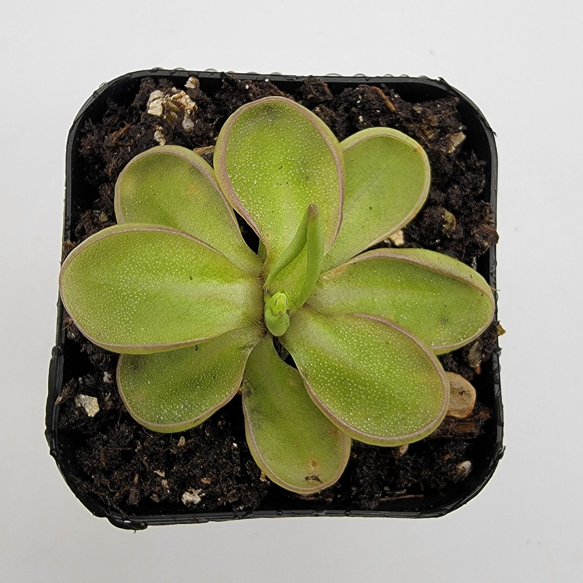 Pinguicula emarginata